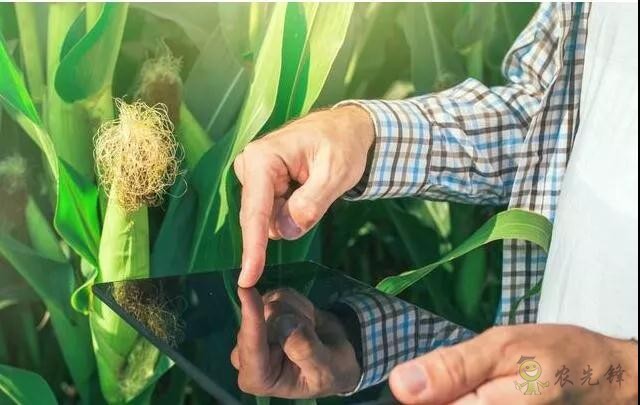 未來農業價值可期!阿里、京東、華為,碧桂園紛紛發力數字農業