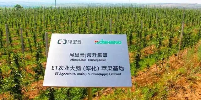 未來農業價值可期!阿里、京東、華為,碧桂園紛紛發力數字農業