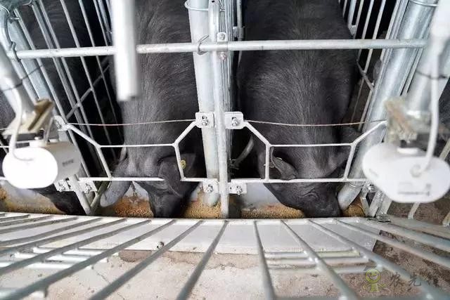 京東的這些“網(wǎng)紅”農(nóng)業(yè)項(xiàng)目，你都知道嗎？