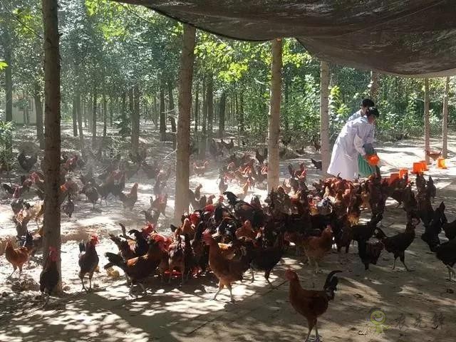 京東的這些“網(wǎng)紅”農(nóng)業(yè)項(xiàng)目，你都知道嗎？