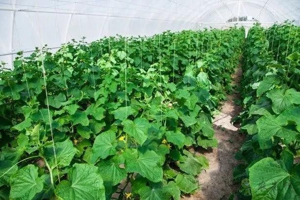 秋季大棚管理要注意哪幾點