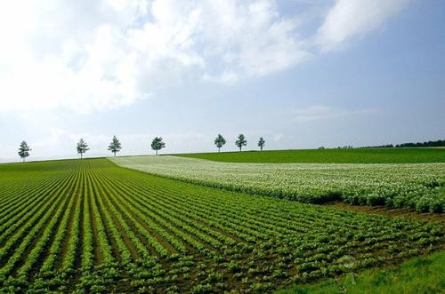 現(xiàn)代農(nóng)業(yè)發(fā)展趨勢如何?有哪些新模式?