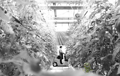 河北南和：&ldquo;智慧農業&rdquo;助推鄉村振興