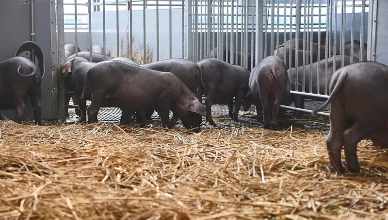 網易味央（三門）現代農業示范園正式開工！