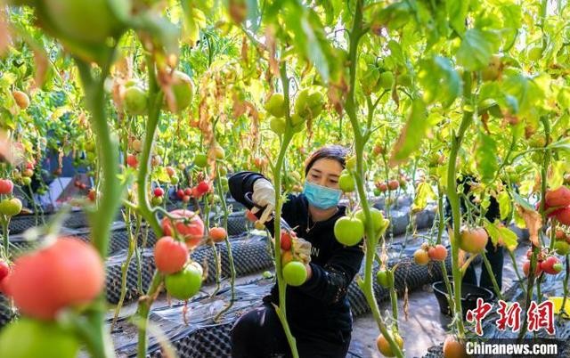 呼和浩特農(nóng)業(yè)示范園緊抓農(nóng)時(shí)積極生產(chǎn)