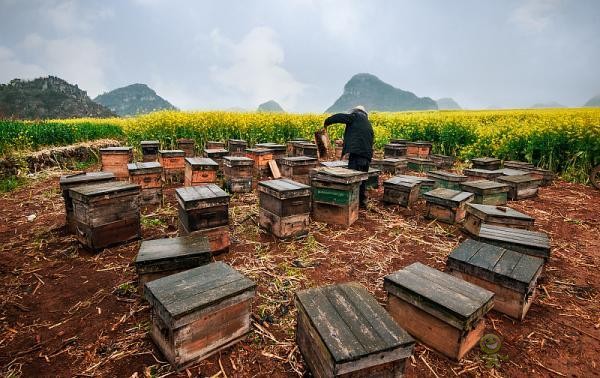 蜜蜂與現(xiàn)代農(nóng)業(yè)：從“取一半，留一半”到“送蜜蜂上戰(zhàn)場(chǎng)”