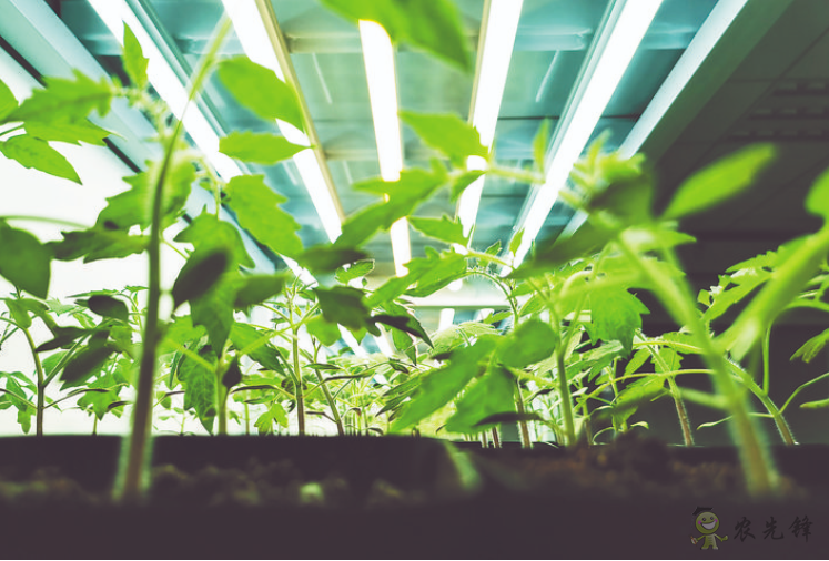 科技創(chuàng)新點亮智慧農業(yè)