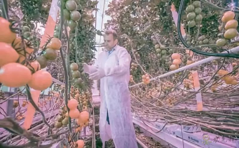 荷蘭農(nóng)業(yè)