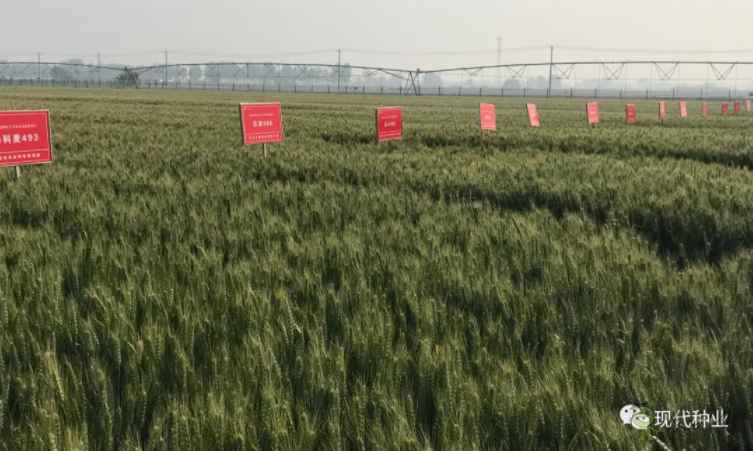 小麥良種攻關獲新進展:不只“節水”一技傍身 更可兼顧優質多抗