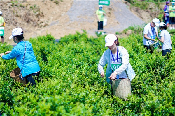 湖南張家界:發(fā)展莓茶產(chǎn)業(yè) 助力鄉(xiāng)村振興
