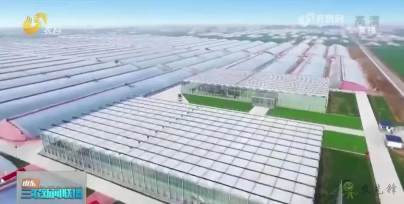 “壽光標準”向全國輸出 推動蔬菜產業(yè)提檔升級