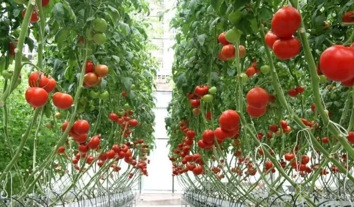 無土栽培：讓農(nóng)業(yè)告別“靠天吃飯”