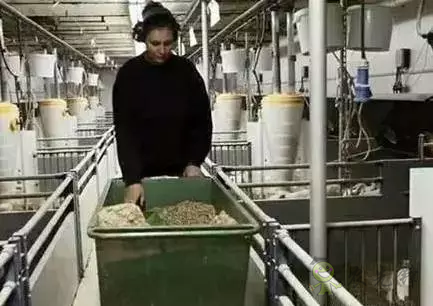 看養豬強國丹麥是如何處理糞污