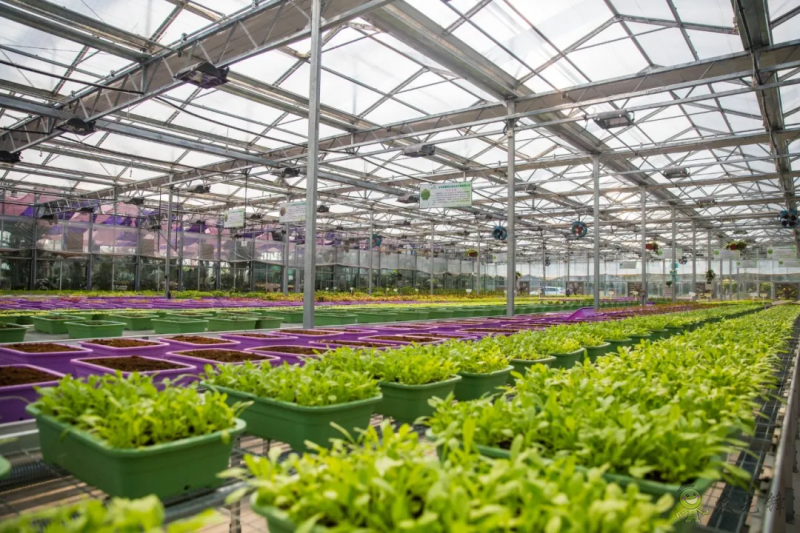 國(guó)內(nèi)外溫室園藝機(jī)器人的研究和應(yīng)用現(xiàn)狀