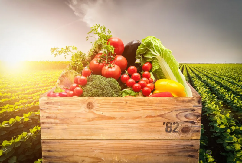 國(guó)內(nèi)外溫室園藝機(jī)器人的研究和應(yīng)用現(xiàn)狀