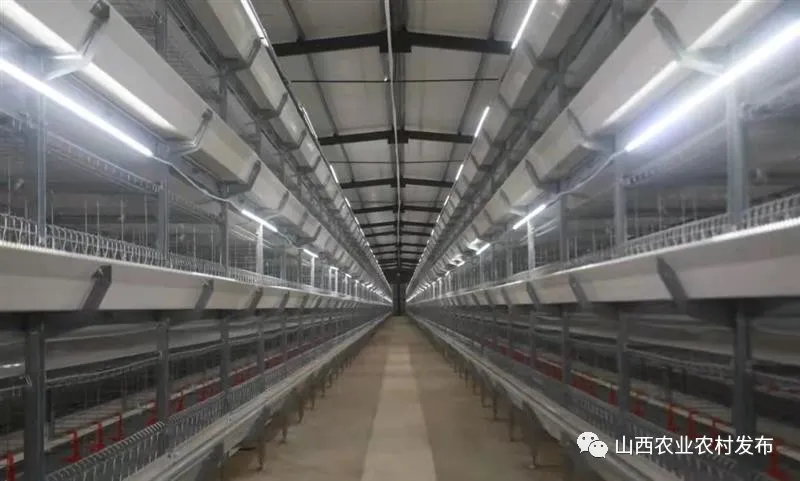 山西:“五好”畜牧領跑農業高質量發展