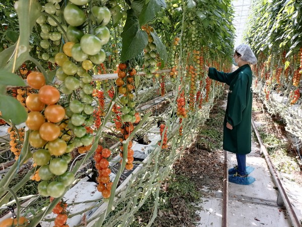 塑料大棚“智能化”，北京開展高效設(shè)施農(nóng)業(yè)用地試點(diǎn)