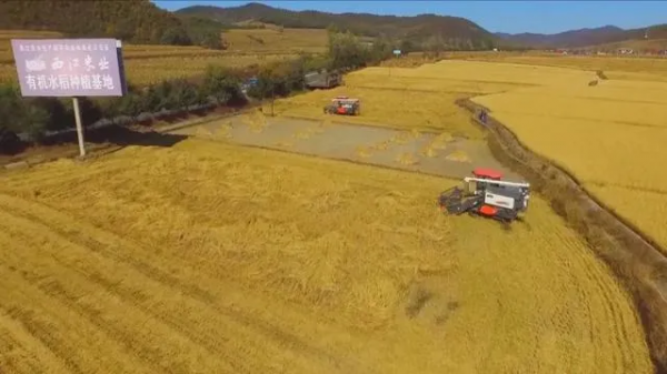 吉林水稻全程機械化作業(yè)， 助力增產(chǎn)增收