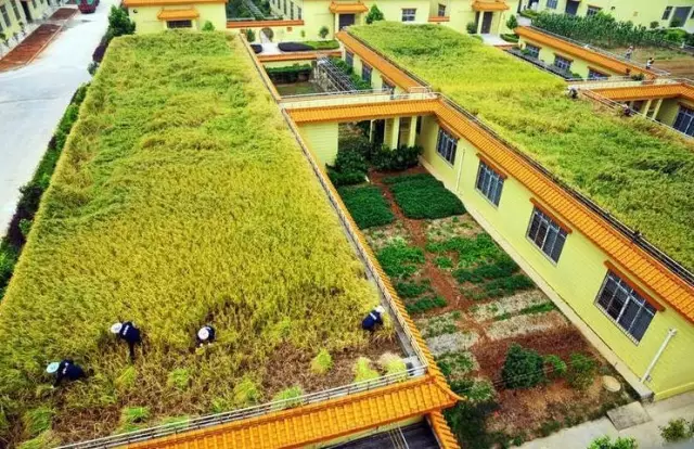 做農業,這幾種高效生態農業模式你必須知道