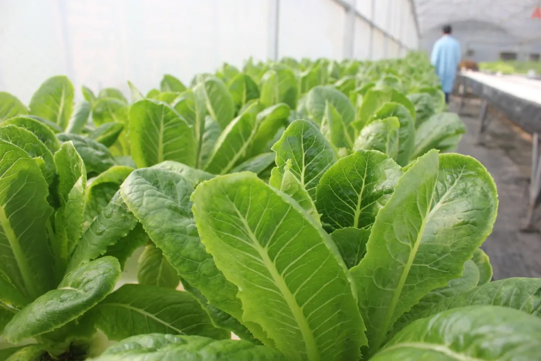 新一代智慧農(nóng)業(yè)技術(shù)應(yīng)用展望