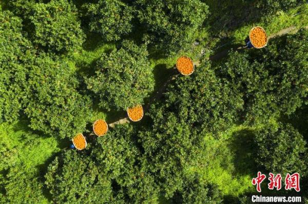 三峽庫區湖北秭歸：智慧農業釋放“紅利”