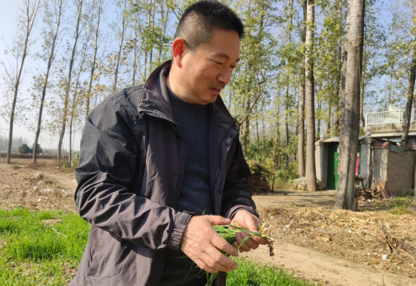 國家加大農(nóng)業(yè)獎補力度，對農(nóng)民種糧是個好消息，2022年該如何調(diào)整