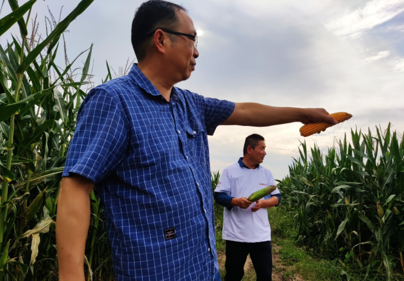 國家加大農(nóng)業(yè)獎補力度，對農(nóng)民種糧是個好消息，2022年該如何調(diào)整