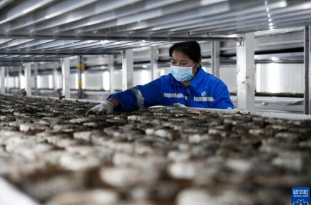 河北灤平:打造智慧農(nóng)業(yè)園區(qū) 促進(jìn)食用菌產(chǎn)業(yè)快速發(fā)展