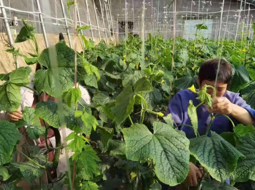 濰坊青州:智慧農業為鄉村振興注入新活力