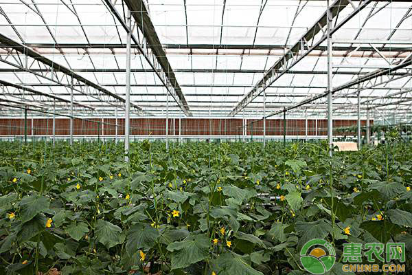 大棚種植技術