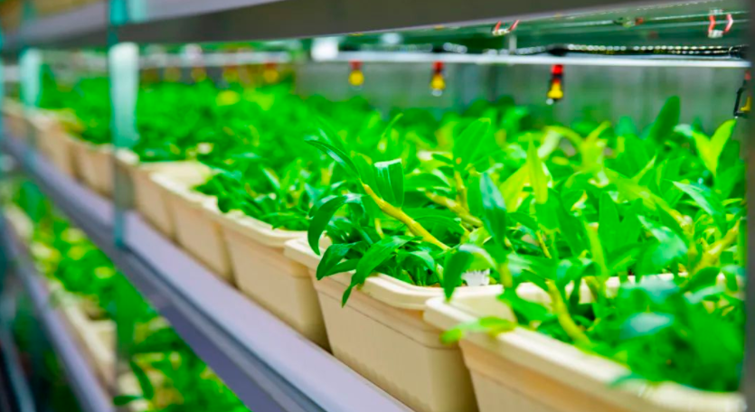 「植物工廠」為中藥材產業插上&ldquo;科技翅膀&rdquo;