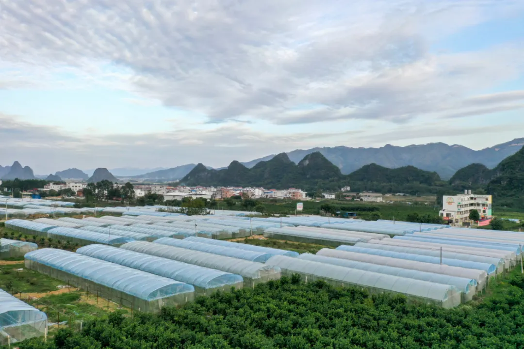 張合成:建立農(nóng)業(yè)科技優(yōu)先發(fā)展的政策體系