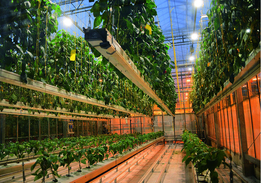 什么是垂直農(nóng)場(chǎng)？垂直農(nóng)場(chǎng)的盈利前景與經(jīng)典案例