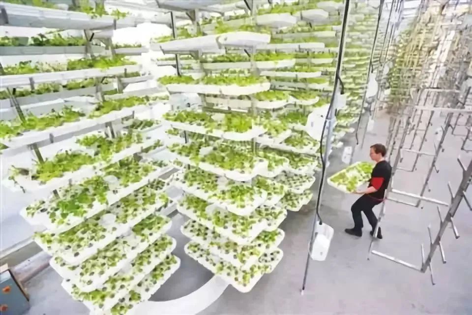 什么是垂直農(nóng)場(chǎng)？垂直農(nóng)場(chǎng)的盈利前景與經(jīng)典案例