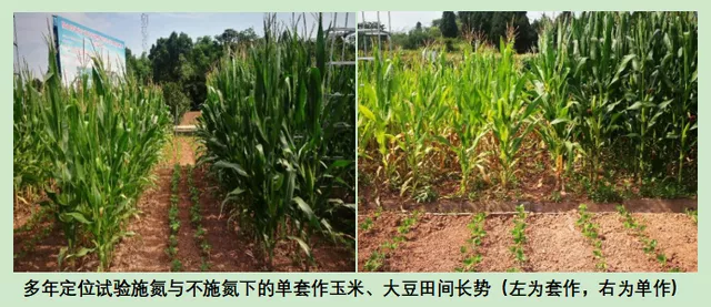 玉米大豆長期發展趨勢!大豆自產量可增三倍,利潤翻倍!