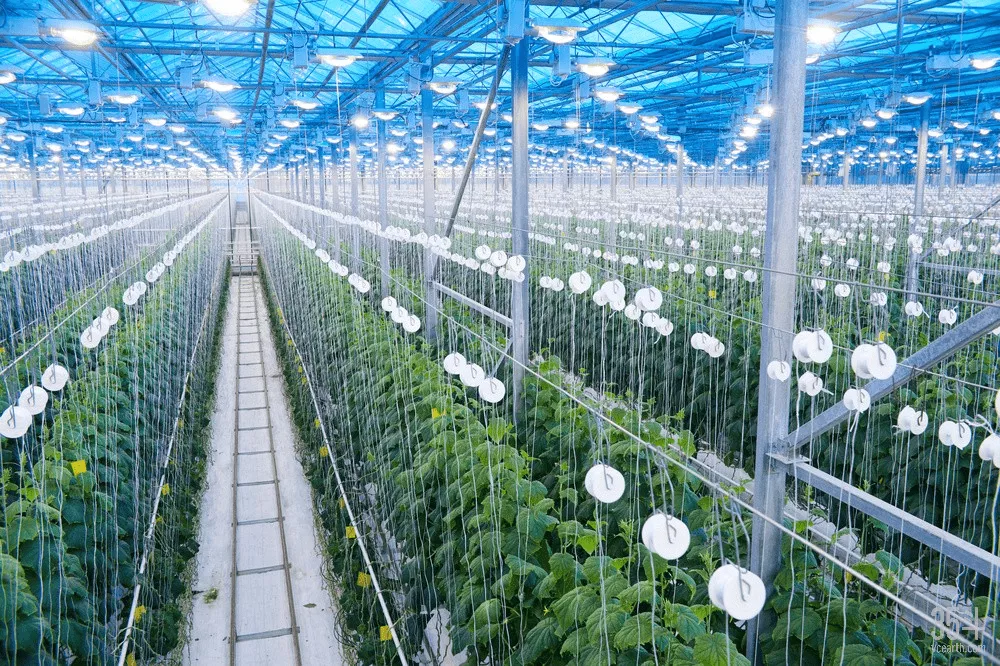 張合成:建立農業科技優先發展的政策體系