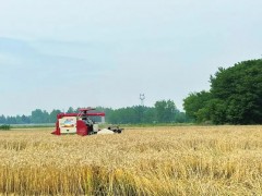 羅錫文院士現場指導!四川首個無人農場小麥豐收!