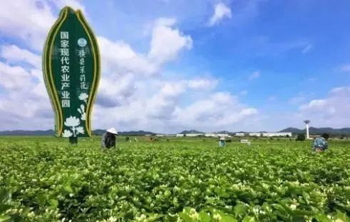 【縣域農(nóng)業(yè)】縣域是未來(lái)農(nóng)業(yè)品牌建設(shè)的主戰(zhàn)場(chǎng)！