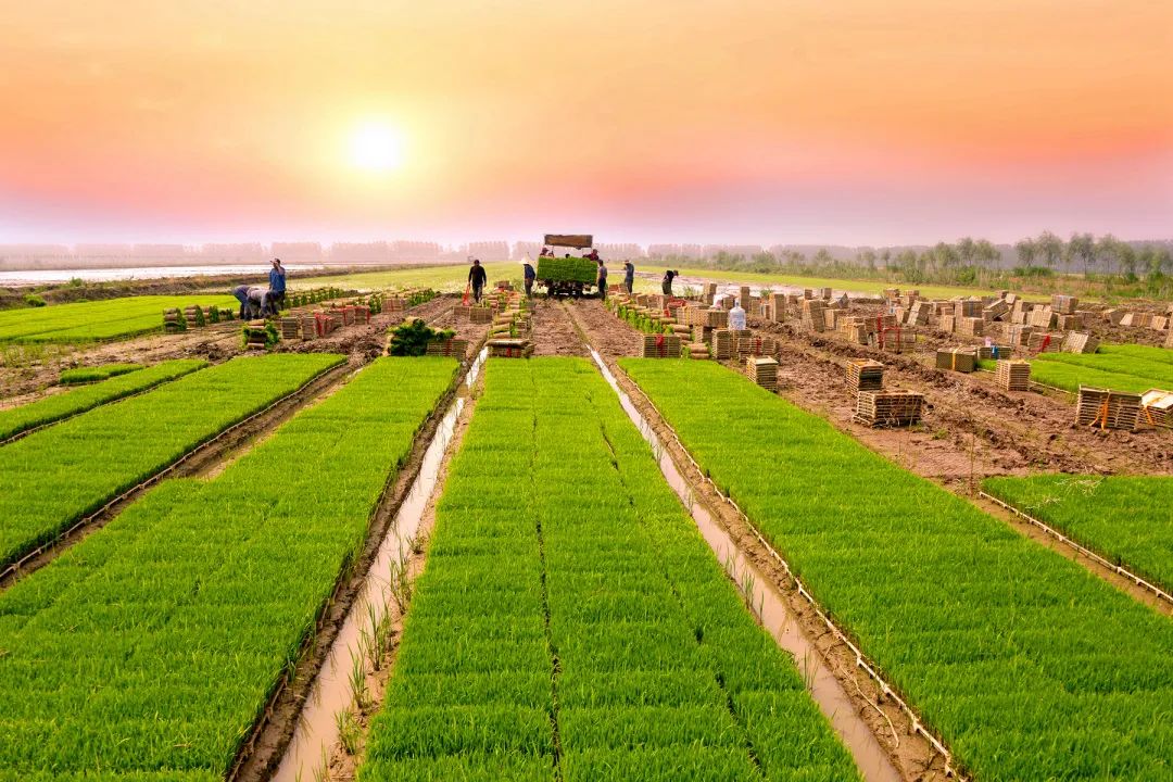 江蘇省兩地入選全國農(nóng)業(yè)生產(chǎn)“三品一標”典型案例