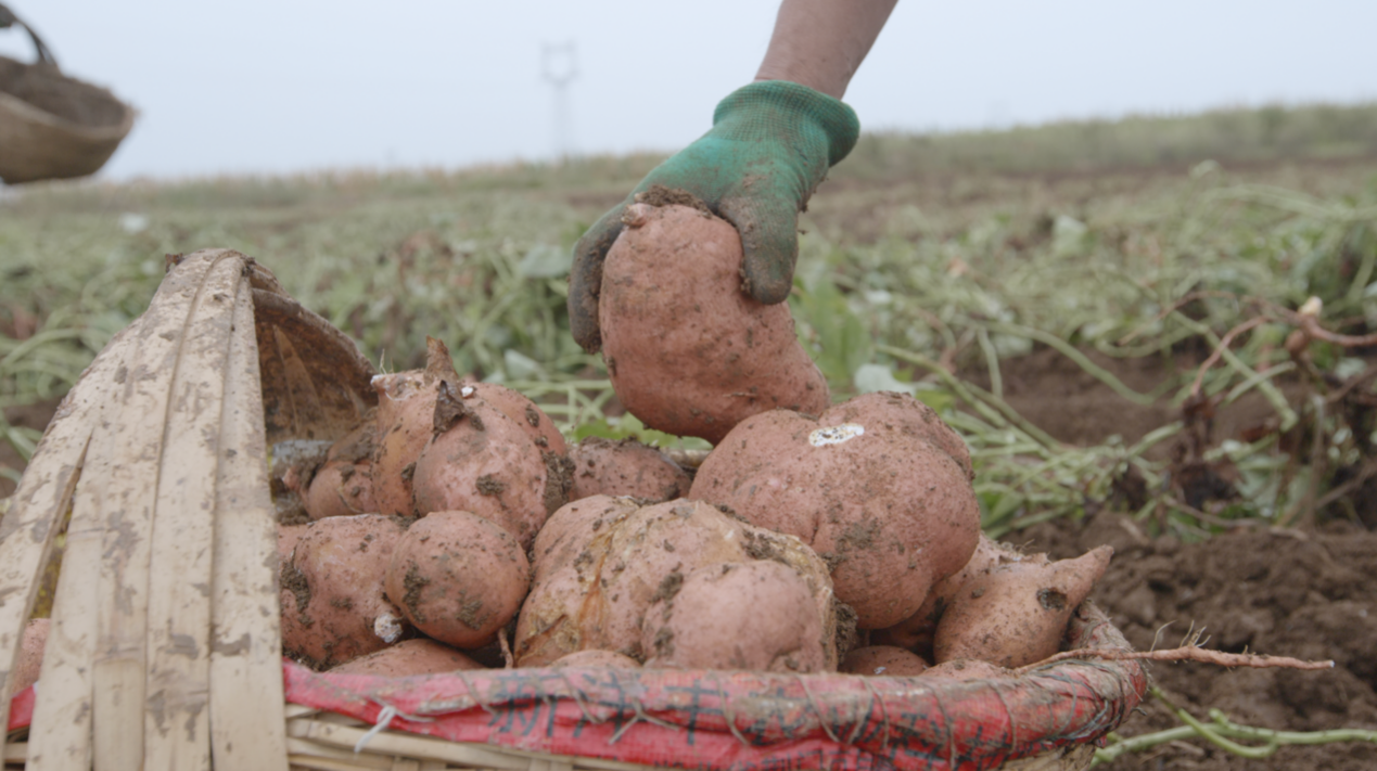 宜城紅薯：新電商怎么“生生造出”一個新產業？