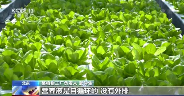 科技賦能“菜籃子”！看蔬菜大棚如何變身“綠色車(chē)間”