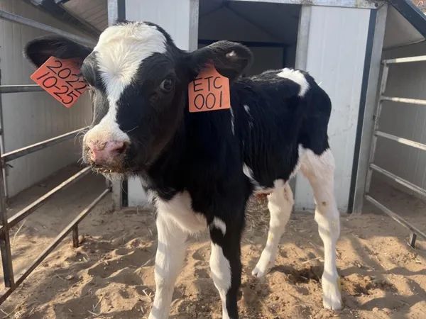 國內(nèi)首次！楊凌農(nóng)科專家團(tuán)隊(duì)給良種奶牛裝上“中國芯”