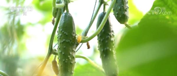 山東即墨 | 農(nóng)業(yè)“芯片”插上“數(shù)字化”翅膀