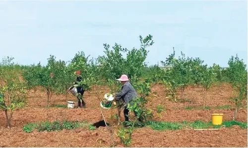 現(xiàn)代農(nóng)業(yè)產(chǎn)業(yè)園，如何撬動(dòng)3800多億元社會(huì)投資？