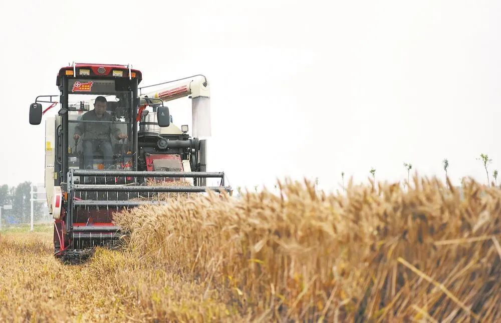 應(yīng)對“爛場雨”!農(nóng)業(yè)農(nóng)村部發(fā)布緊急通知 應(yīng)對“爛場雨”!農(nóng)業(yè)農(nóng)村部發(fā)布緊急通知