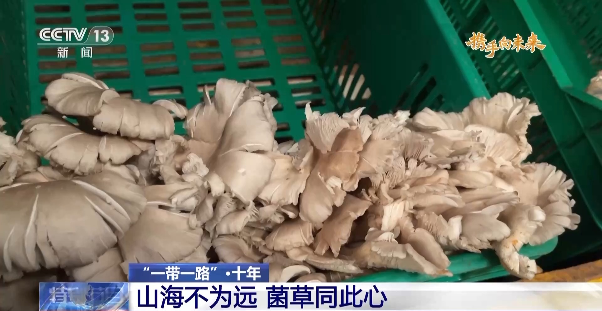 來(lái)自中國(guó)的菌草成為非洲多國(guó)民眾的“致富草” 來(lái)自中國(guó)的菌草成為非洲多國(guó)民眾的“致富草”