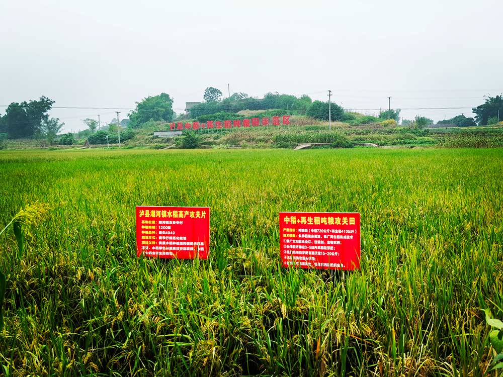 協同提升中稻-再生稻產能 川渝毗鄰地區實現“噸糧田” 協同提升中稻-再生稻產能 川渝毗鄰地區實現“噸糧田”