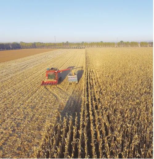 用更少水 打更多糧！節(jié)水增糧技術(shù)助力秋糧豐收