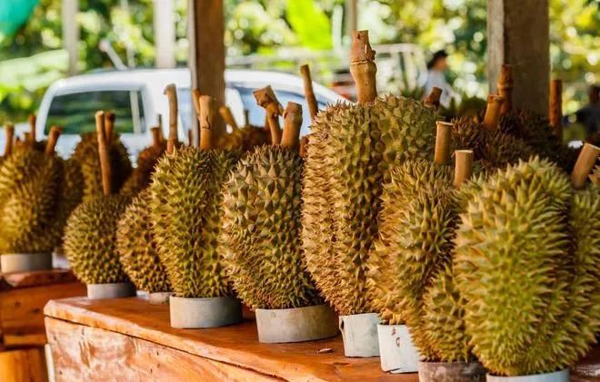 泰國(guó)榴梿對(duì)華出口不斷擴(kuò)大