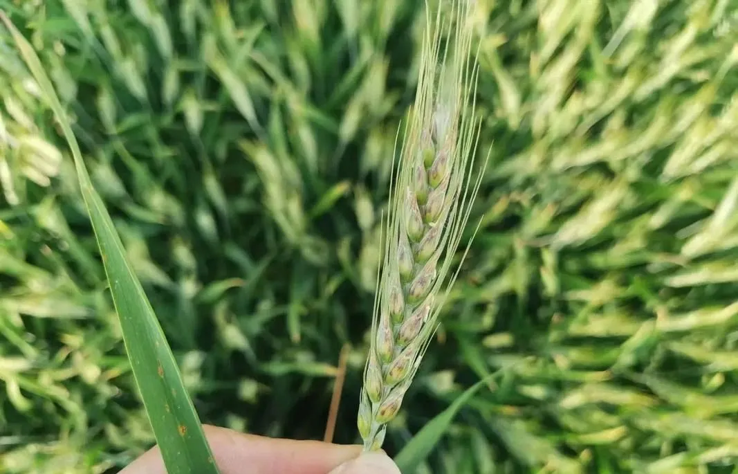 2025年全國農作物重大病蟲害發生形勢嚴峻 2025年全國農作物重大病蟲害發生形勢嚴峻